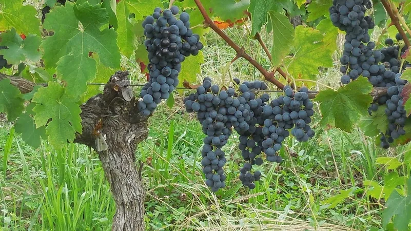 Vin - Domaine du Bout du Monde