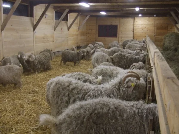 Ferme des 4 vents