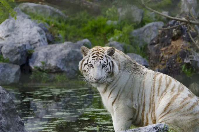 Zoo de Bordeaux-Pessac