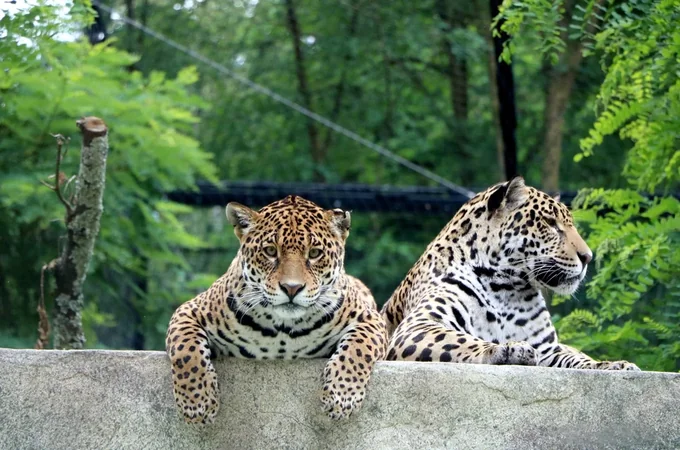 Zoo de Bordeaux-Pessac
