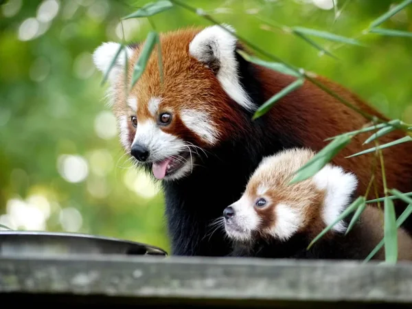 Zoo de Bordeaux-Pessac