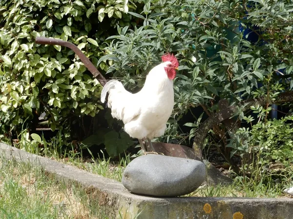 Ferme biologique de Crozefond