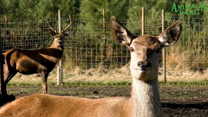 Animalia Parc - La Ferme