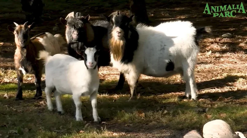 Animalia Parc - La Ferme
