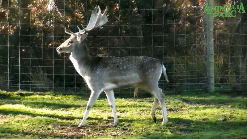 Animalia Parc - La Ferme