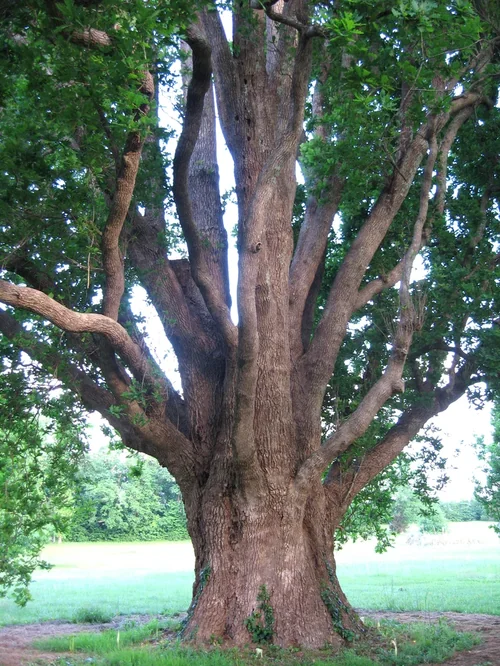 Parc du Château Siaurac