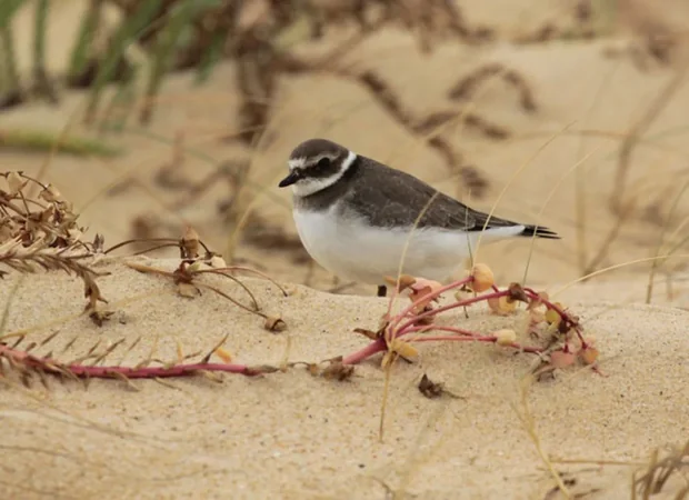 Réserve Ornithologique du Teich