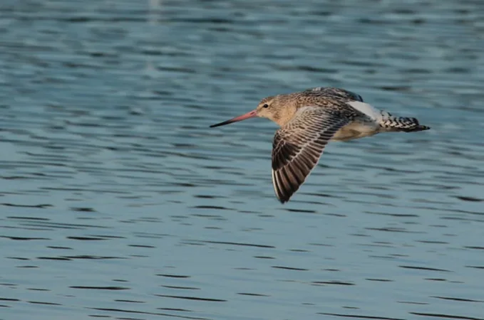 Réserve Ornithologique du Teich