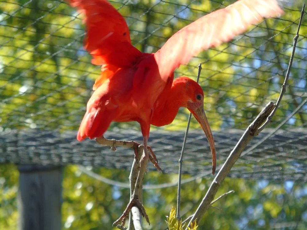 Zoo Refuge de Mescoules/Bergerac