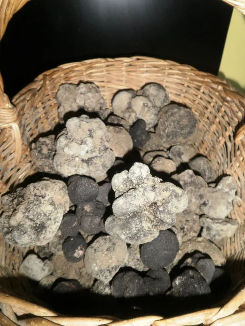 La Ferme aux truffes