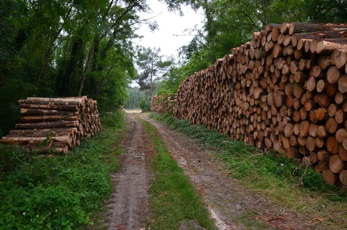 Ambrus, découverte de la forêt