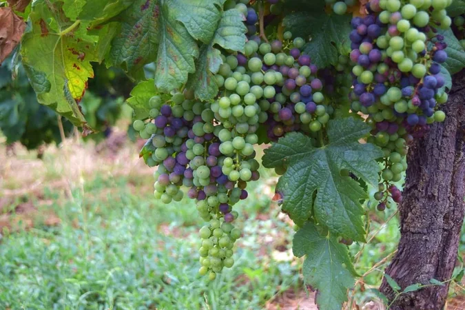 Domaine de Grimardy