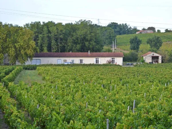 Vignoble Pestoury