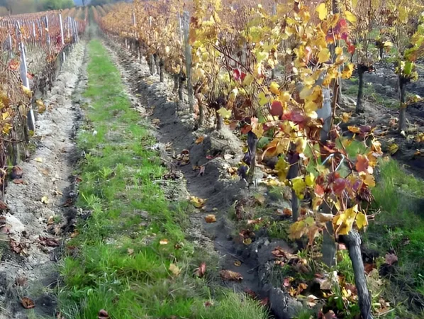 Vignoble Pestoury