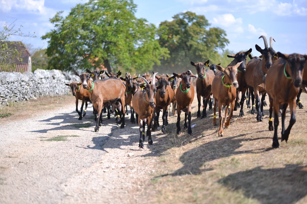 Ferme Pédagogique "La Borie d'Imbert"