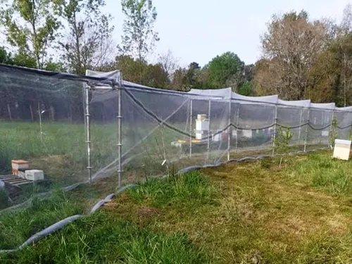 Ô Temps des abeilles