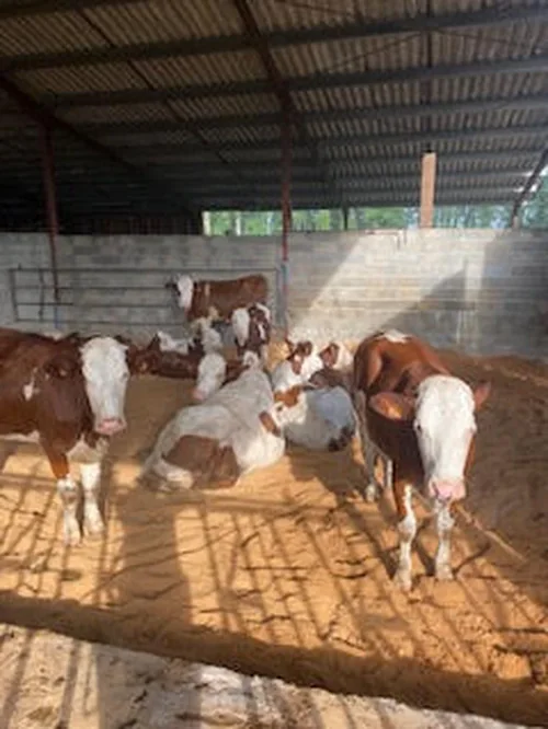 GAEC Ferme de Bosloubet Chantegros