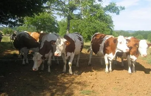 GAEC Ferme de Bosloubet Chantegros