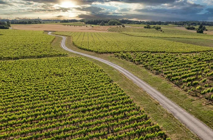 Vignoble des Verdots