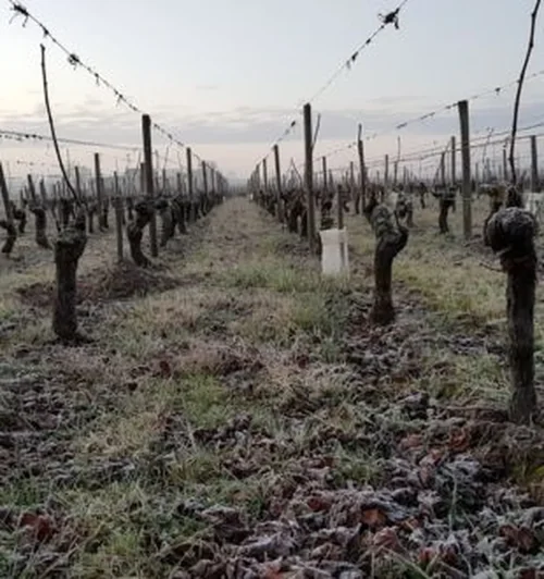 Château La Rose Côtes Rol