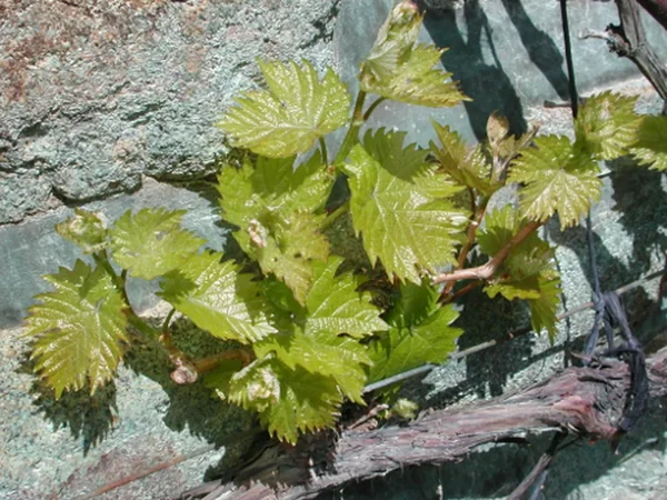 Thézac, la légende du "vin du Tsar"