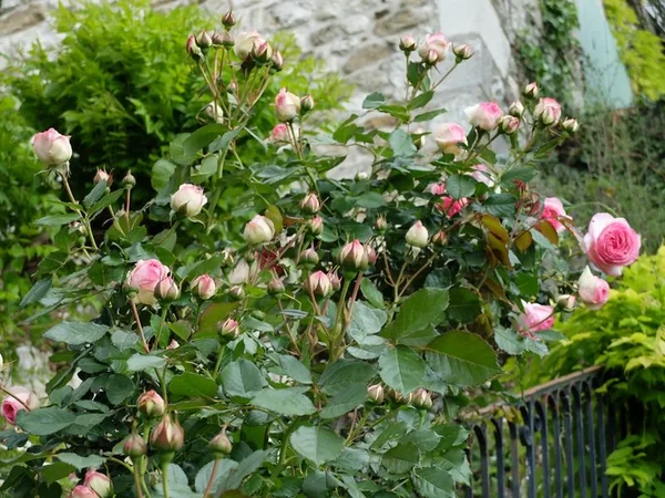 Les Jardins de Sardy