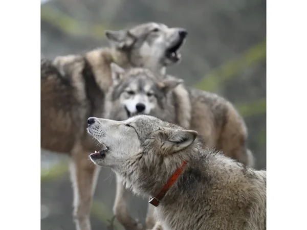 Wolfdog Paradise