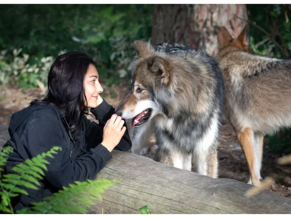 Wolfdog Paradise