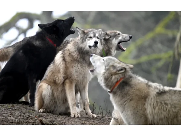 Wolfdog Paradise