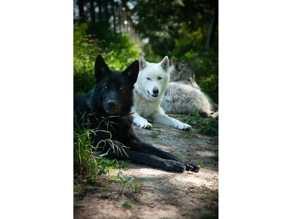 Wolfdog Paradise