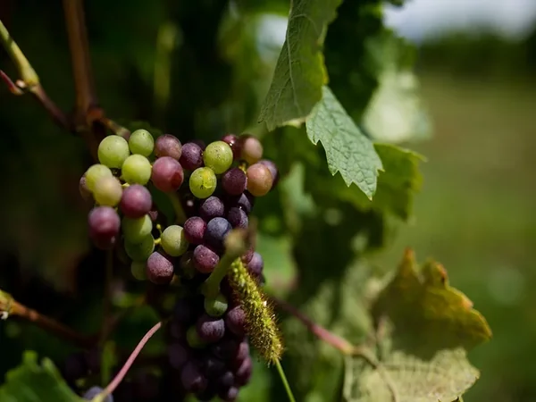 SCEA Château Carignan