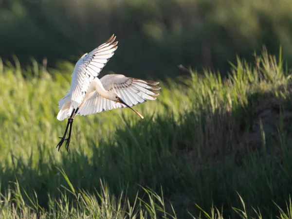 Terres d'Oiseaux - parc ornithologique