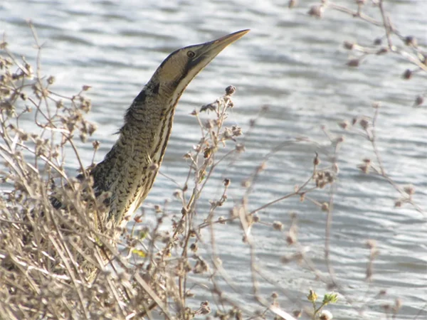 Terres d'Oiseaux