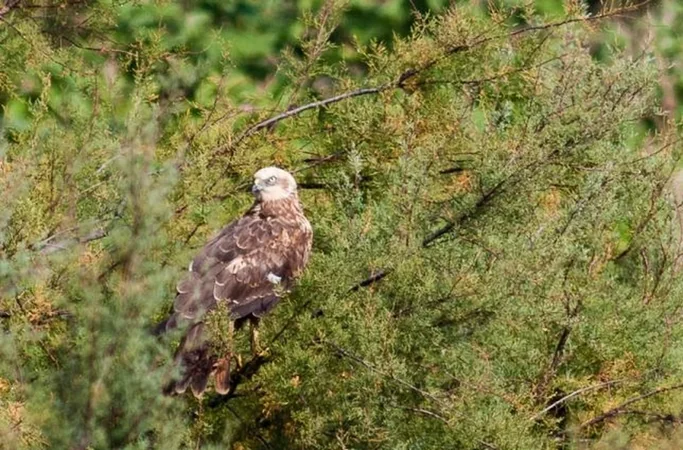 Terres d'Oiseaux