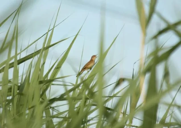 Terres d'Oiseaux