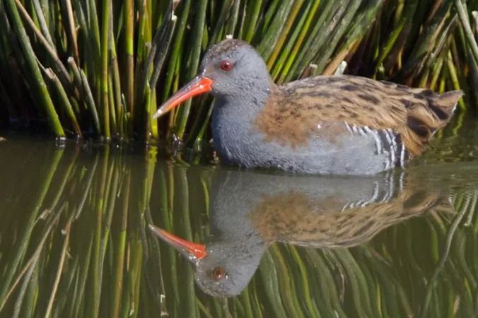 Terres d'Oiseaux