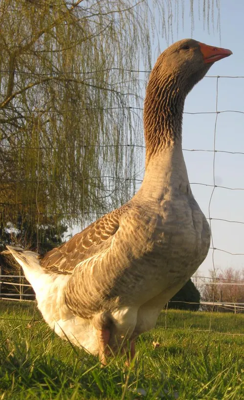 Ferme aux canards du Bois Bareirou - P.Catinel