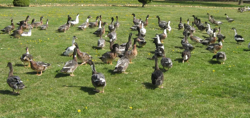 Ferme aux canards du Bois Bareirou - P.Catinel