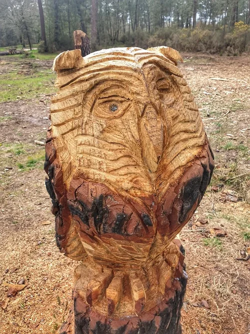 Le bois des sources du Peugue