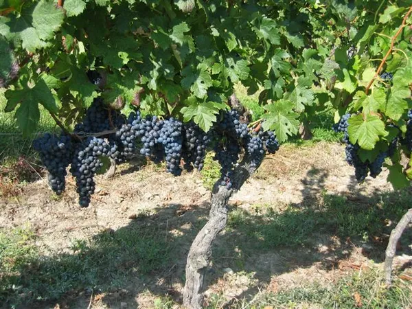 Domaine de la Voie Blanche