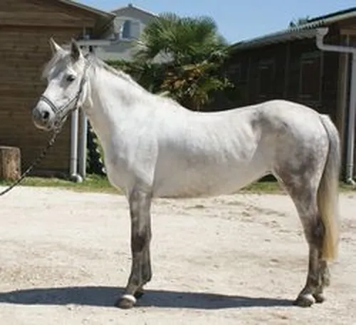 Haras du Sudre