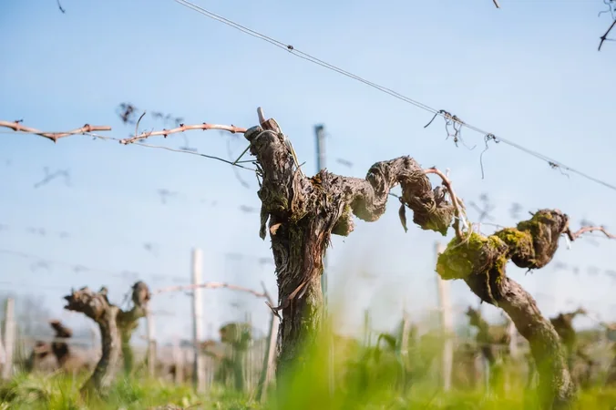 Les Vignerons d'Uni-Médoc