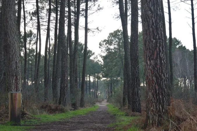 Balade à roulettes : Forêt de Migelane - La balade géologique
