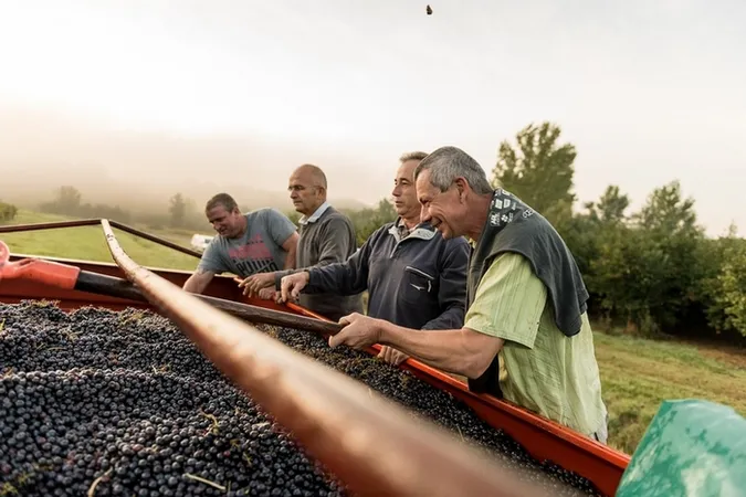 Vignerons de Buzet