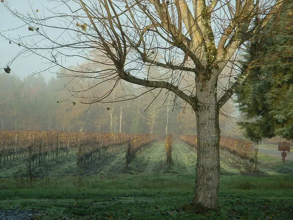 Château Méric Chante l'Oiseau