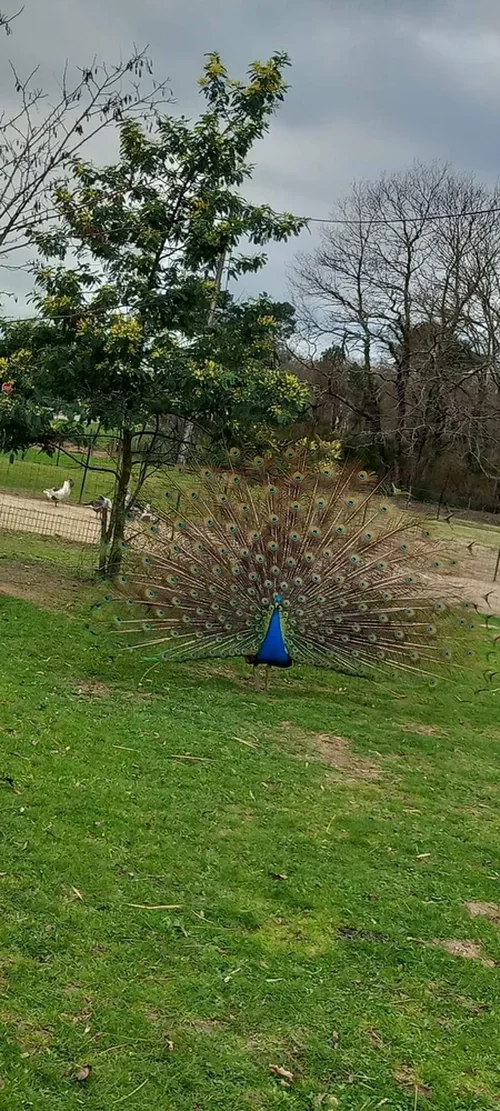 Les Z'Animaux de Babou