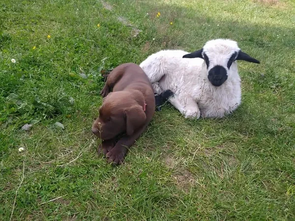 Les Z'Animaux de Babou
