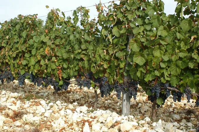 Cave du Vin de Domme