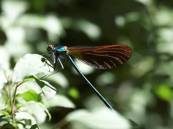 Parcours nature du lac de la Prade