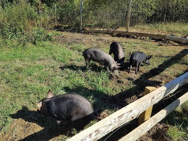 Ferme découverte au Domaine d’Écoline